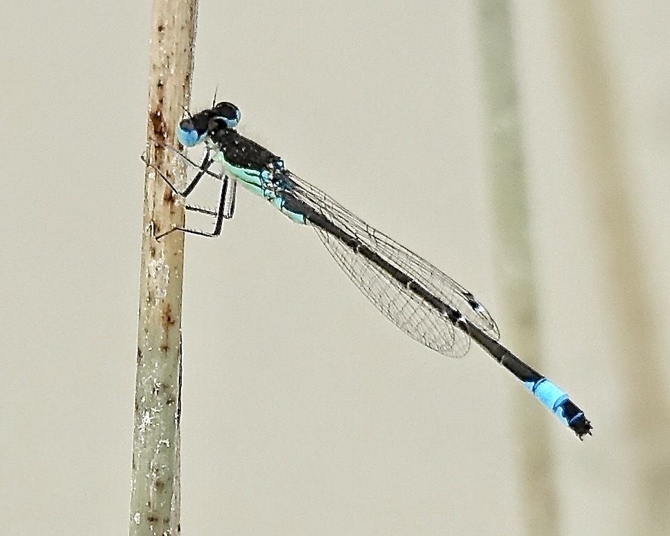 Iberian bluetail